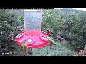 Hungry Hummingbirds Swarm West Texas Feeders During Fall Migration – Aug. 28, 2023