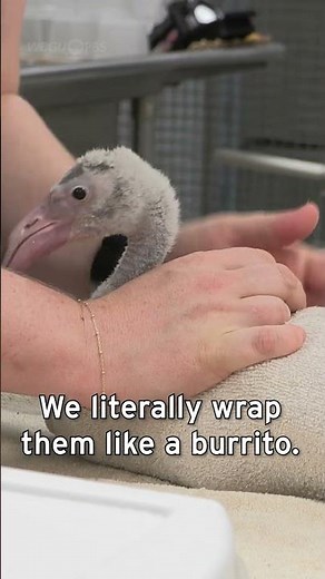The Weight of a Baby Flamingo | Calm and Curious