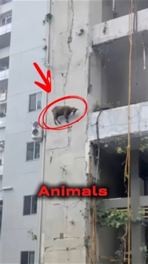 Animals Found In The Most STRANGE PLACES😳