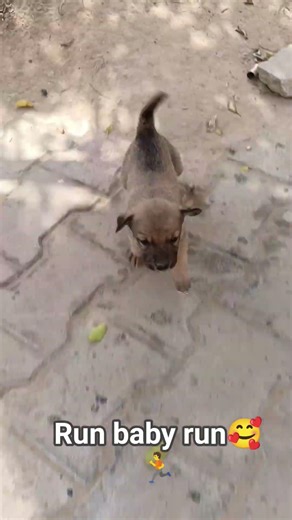 puppy running #shorts #trending #puppy #viral #puppy #doglove #dog