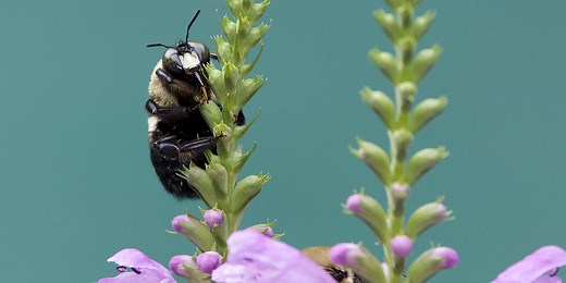 7 Things You Should Know about Bees and Other Pollinators