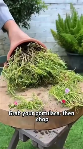 427K views · 1.6K reactions | Propagation technique | Ramos Mark | Facebook