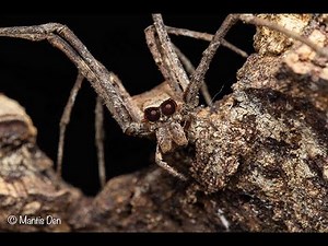 Net Casting Spiders (Deinopis cornigera) - Setting up home!
