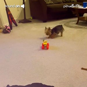 Who wants to play with this puppy?🐶 | Try Not to Laugh