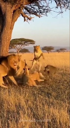 Wild Boar Sneezes and Wakes Up Lions! 😂 Funniest Real Wildlife Reaction #wildlifeentertainment