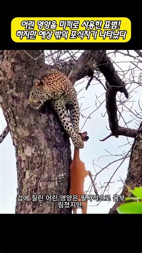 Leopard uses baby antelope as bait! But an unexpected predator appeared