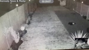 The ghost of an old man is said to have been caught on camera walking through a garden fence 😲👻 Video credit: Kennedy News & Media | Coventry Live