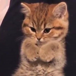 406K views · 38K reactions | Chat mignon ;) | Atout Chat | Facebook