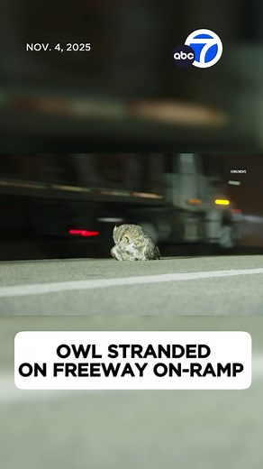 1.2M views · 34K reactions | CHP officers came to the rescue after responding to a call of a stranded owl on the 118 Freeway in Simi Valley. 黎 | ABC7 | Facebook
