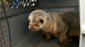 Saving the Sea Lion Pups