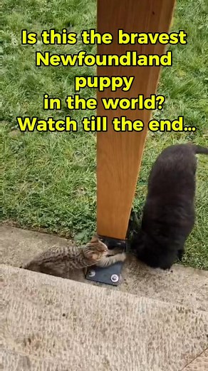 142K views · 1.1K reactions | Is this the bravest Newfoundland puppy in the world? Watch till the end… | Little Black Giants | Facebook