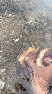 Sahang o spider shell #reels | Napadaan Lang Channel