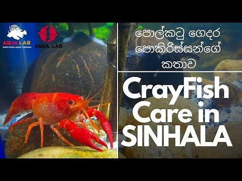 CrayFish Care In Sinhala| පොල්කටු ගෙදර පොකිරිස්සන්ගේ කතාව​