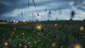 Bernheim Forest contributes to important firefly conservation research