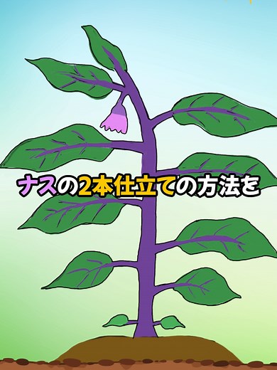 ナスの2本仕立て栽培方法を解説