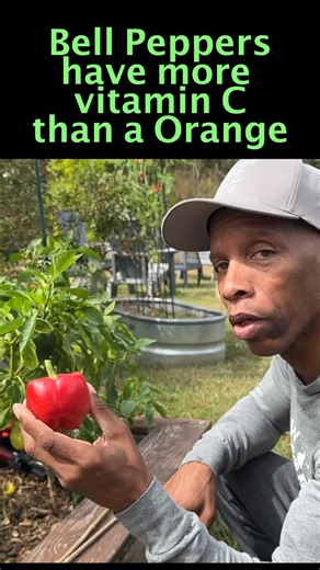 Growing Out The Box on Instagram: "Peppers have more vitamin C than oranges #growingoutthebox #gardening #garden #growyourownfood #reelsinstagram #pepper #vitaminc"