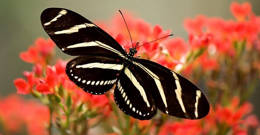 Discover the Official Florida State Butterfly (And When Their Peak Season Is)