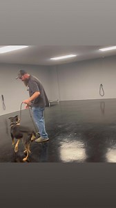 Introducing Rascal, a fun-loving pup! 🐾 This adorable one-year-old Lab Doberman mix currently resides at the Hernando Animal Shelter, awaiting his forever home. We had the pleasure of spending the day with Rascal, teaching him some new skills. He's incredibly smart! In just one day, we've managed to teach him to walk on a leash without pulling and obey the "down" and "place" commands. 🎉 If you're interested in welcoming Rascal into your family, please don't hesitate to reach out to the Hernand