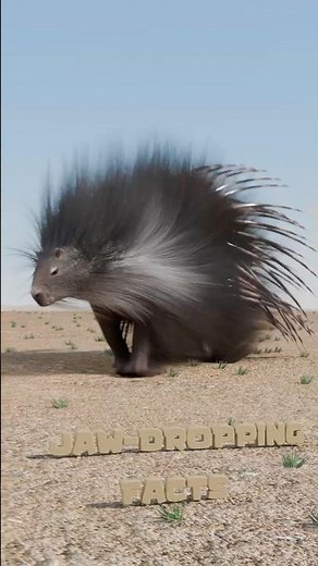 How Do Porcupines Shoot Their Quills?