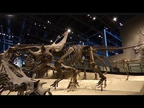 Natural History Museum of Utah Virtual Tour