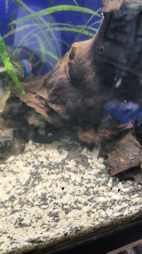 L134 Leopard Frogs @DaniKenAquatics