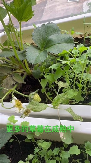 更多草莓在成熟中 #新鲜采摘 #阳台种植 #草莓