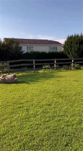 Sheep Gets Scared by a Dog… and Stays Like This All Day 😳🐑