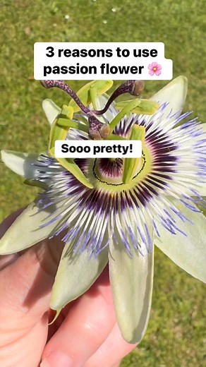540K views · 12K reactions | 3 uses for passion flower  (Passiflora caerulea) blue passion flower #survival #herbalremedies #forage #garden #prepper #100WildThings | Prepper Kiwi | Facebook