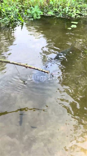 🎣 Village Ltd | Catching Fish With Hand Only | Pure Mud Fishing Challenge 2025 🐟💪