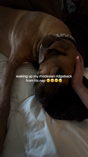 ft. my very jealous long haired chi 😂 | rhodesian ridgebacks