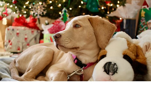 Best Gifts for Dogs This Holiday Season