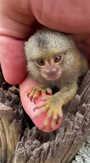 So cute a Tiny Marmoset hiding so adorable🌿🐒 #pygmymarmoset #shortsvideo #viralcontent