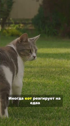 Why does a cat punch the air? A scientific analysis in 30 seconds.