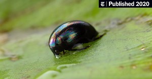 There Are Two Ways Out of a Frog. This Beetle Chose the Back Door.