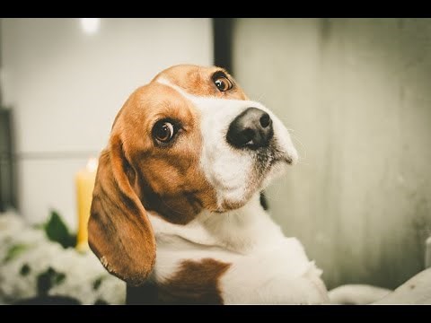 How Big Do Beagles Get?