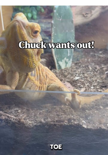 All About Bearded Dragons and Their Care