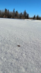 Have YOU ever made a PERFECT snowball LIKE THIS?!? #reels | SnowCreate