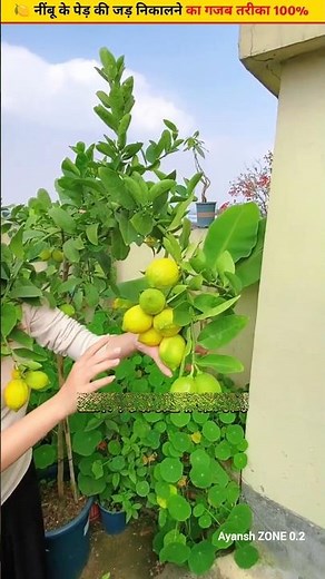 🍋Grow a lemon tree at home and see results in 20 days #ytshorts #plants #tree #cuttingskills