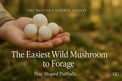 Out on the trail, I came across one of my favorite beginner mushrooms, the pear-shaped puffball. These little guys are easy to spot, simple to identify, and perfect for anyone just getting started with foraging. I’ll show you what to look for, how to make sure they’re edible, and a couple of my favorite ways to cook them. If you’ve been wanting to try your hand at mushroom foraging, this is a great one to start with. #ForagingMushrooms #PuffballMushroom #TheHGSociety | The Hunter Gatherer Societ
