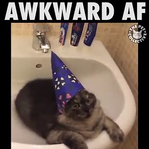 ___ AF: | The Pet Collective