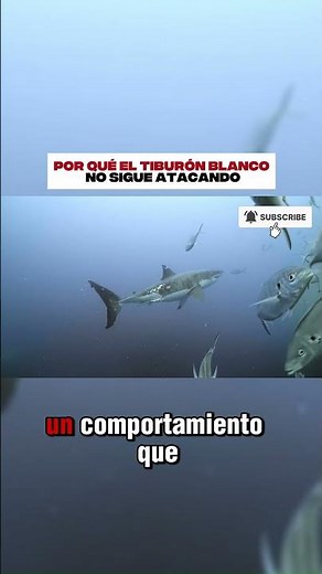 Why the great white shark doesn't keep attacking