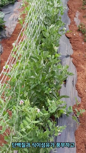 잠두(蠶豆), 누에콩, 마마콩, そらまめ(소라마메)[Broad bean · Fava bean-Vicia faba]