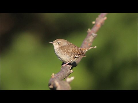 House Wren