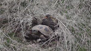 Central Asian tortoise. Reproduction 50p