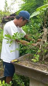 ficus no jutsu #hengel #mokuton