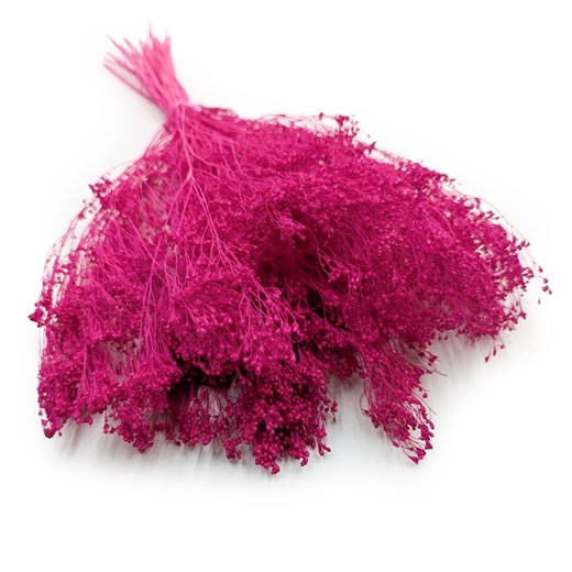 Fiore di ginestra (Cytisus Scoparius) - Fucsia - Etsy Italia