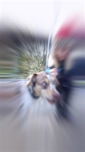 Meet Mirabel. She’s should be a dog model. It’s Day 4 of the 12 Days of Howl-i-Day Rescues on @wolflongisland with our friends @poshpetsrescue. Mirabel is a stunning young Catahoula with striking blue eyes and a gentle spirit. At around 50 pounds, she walks beautifully on leash and loves soft affection. Though shy at first, she quickly warms up with patience — and once she trusts you, she’ll follow your heart anywhere. She is the definition of quiet loyalty. Spayed, fully vetted, and ready to bl