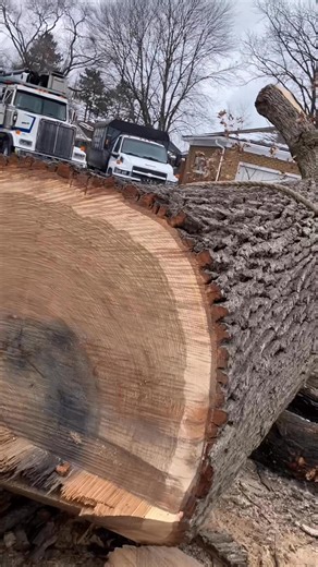 I think this was the hardest part of the job. The tree had a nasty lean back towards the other direction and had to be pulled and cut at the same time. 3 ropes with over 150 thousand pounds of pulling. And it still didn’t want to come. Had to put the crane in reverse and pull it a couple foot. | Best Price Tree Service