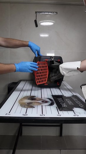 24K views · 241 reactions | How to deal with angry cat and ferocious cat | Beauty of Nature | Facebook