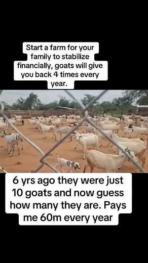 Start Your Goats Farming Business in Africa